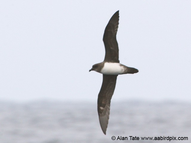 Atlantic Petrel - ML204532381
