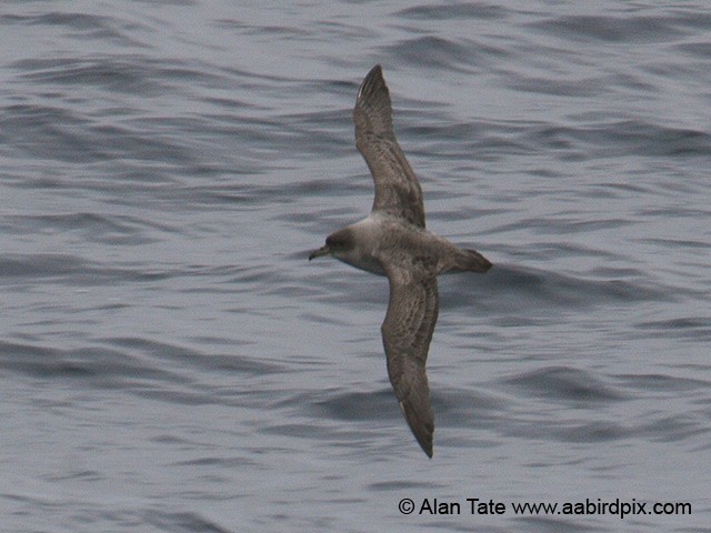 Gray Petrel - ML204532391