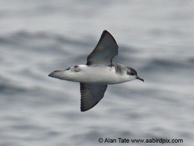 Subantarctic Shearwater - ML204532421
