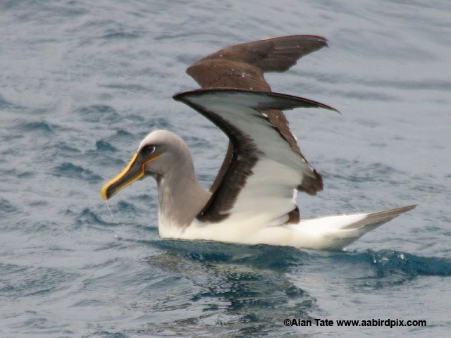 Buller's Albatross - ML204532451