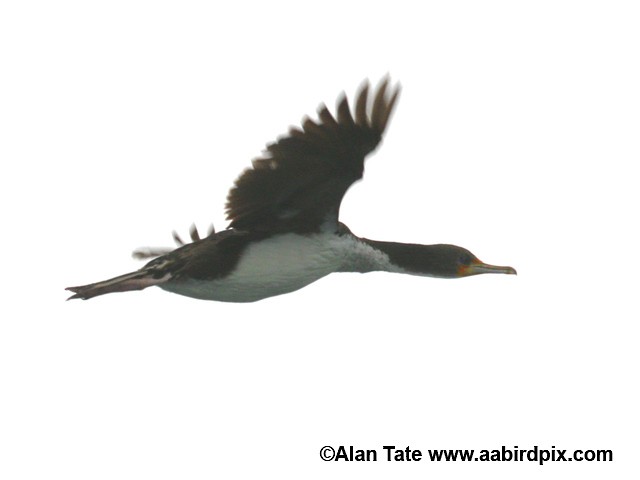 Chatham Islands Shag - ML204532481