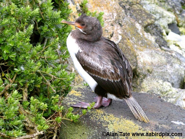 Campbell Islands Shag - ML204532491