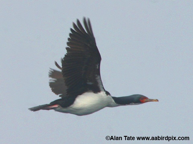 Bounty Islands Shag - ML204532501