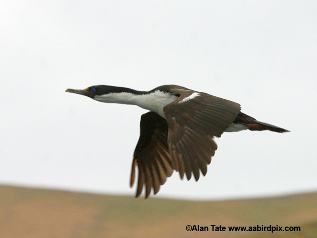 Imperial Cormorant (Macquarie) - ML204532511