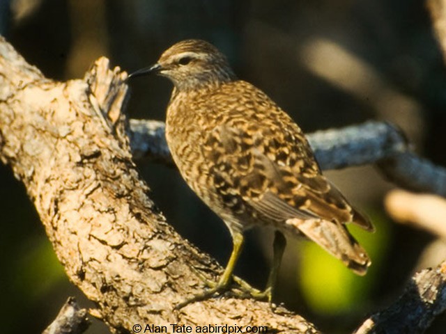 Tuamotu Sandpiper - Alan Tate