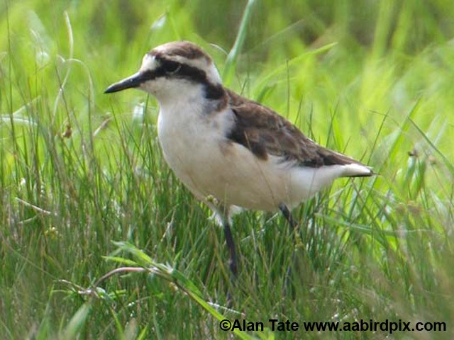 St. Helena Plover - ML204532621