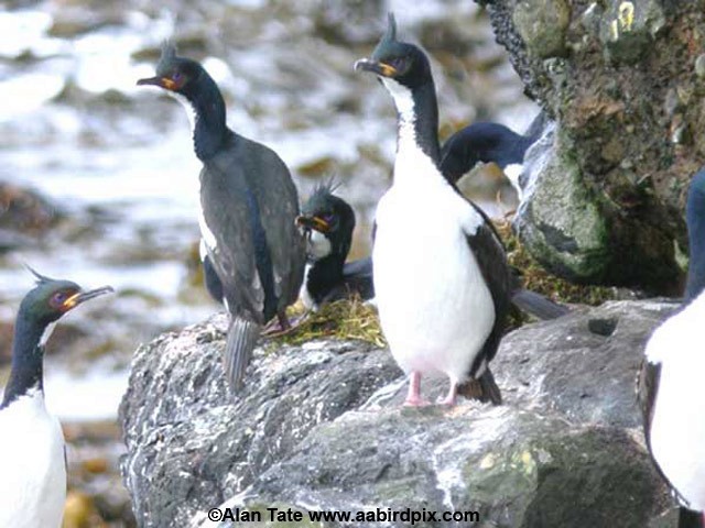 Auckland Islands Shag - ML204532641