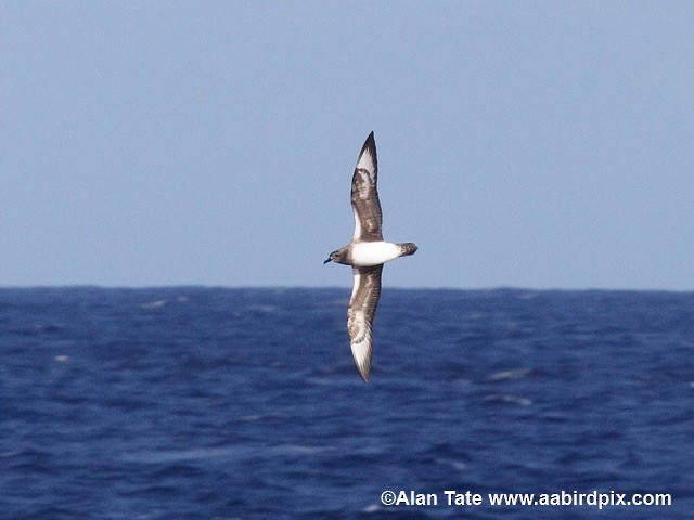 Kermadec Petrel - ML204532651