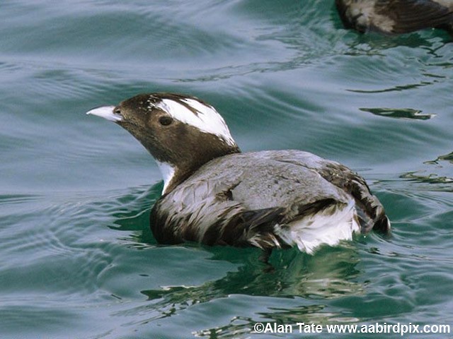 Japanese Murrelet - ML204532661