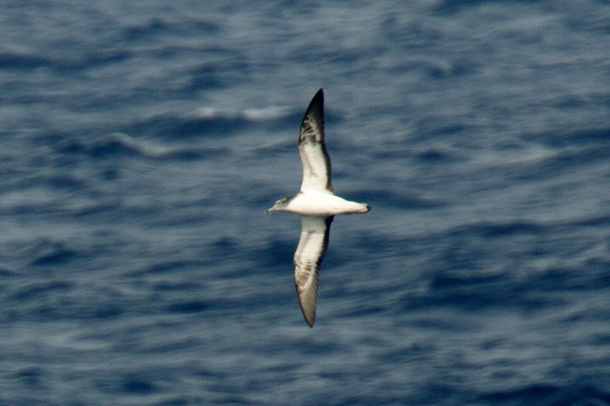 Streaked Shearwater - ML204532671