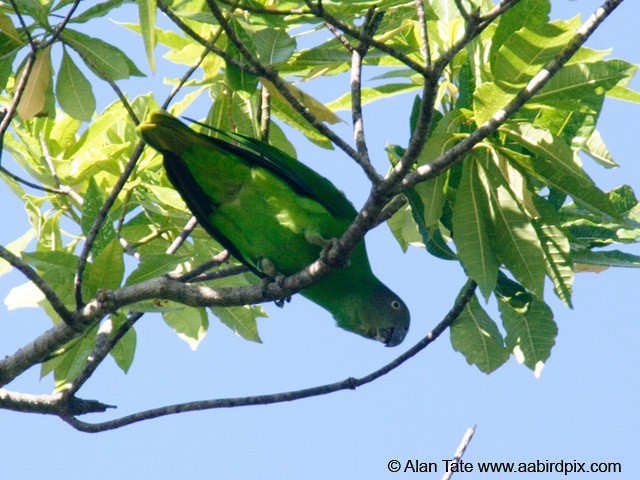 Singing Parrot (Rennell) - ML204532761