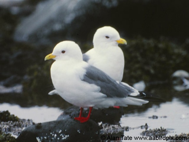 Red-legged Kittiwake - ML204532771