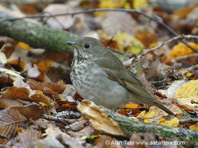 Gray-cheeked Thrush - ML204532801