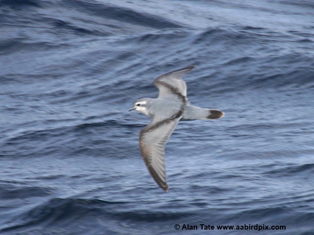 Fulmar Prion - Alan Tate