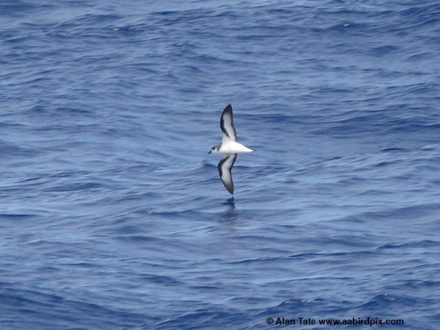 Black-winged Petrel - ML204532861