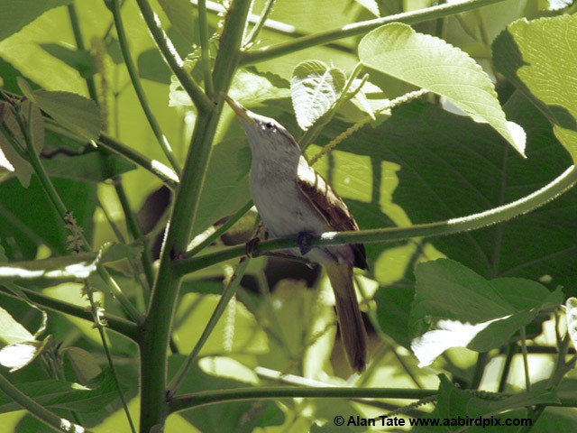 Caroline Reed Warbler - ML204532921