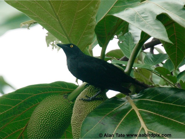 Micronesian Starling - ML204532931