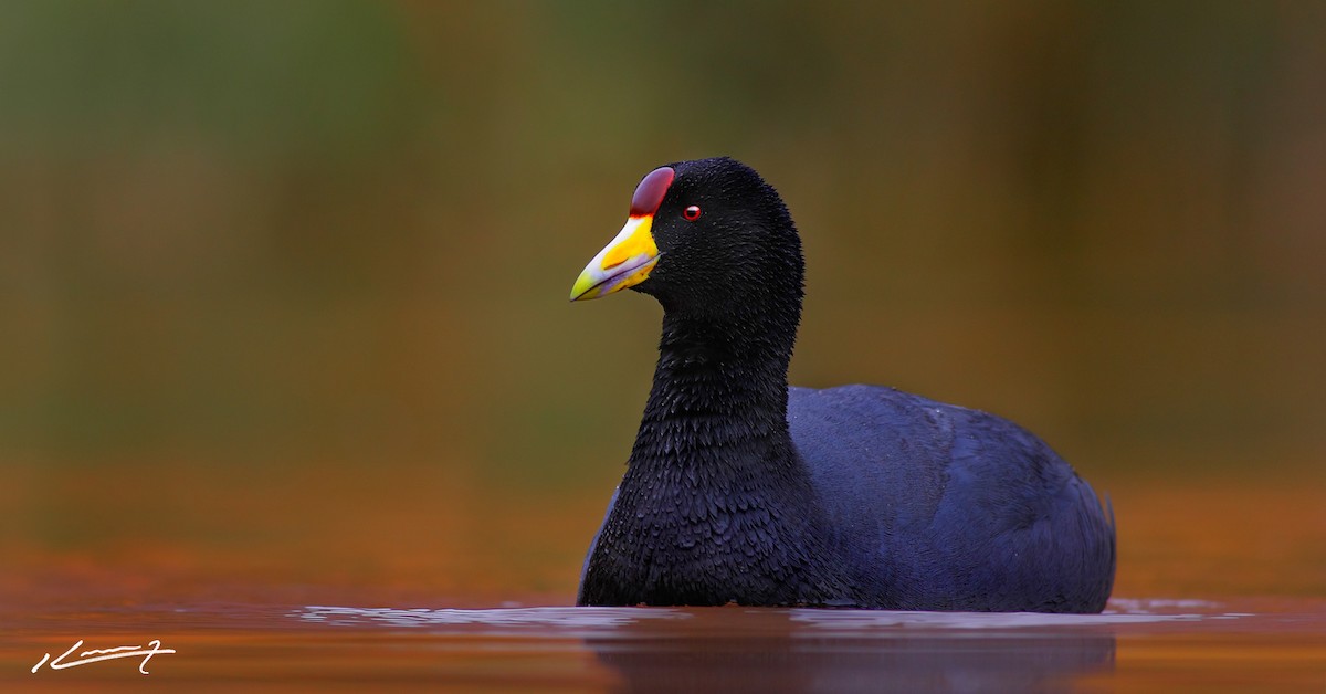 Slate-colored Coot - ML204533481