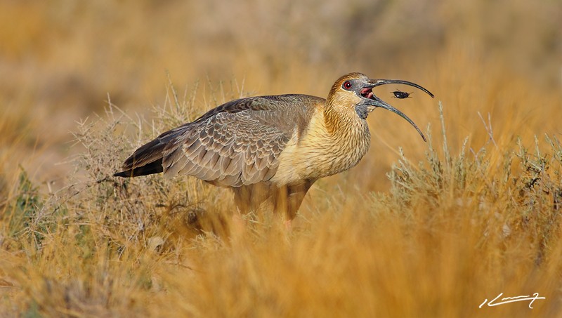 Black-faced Ibis - ML204533491