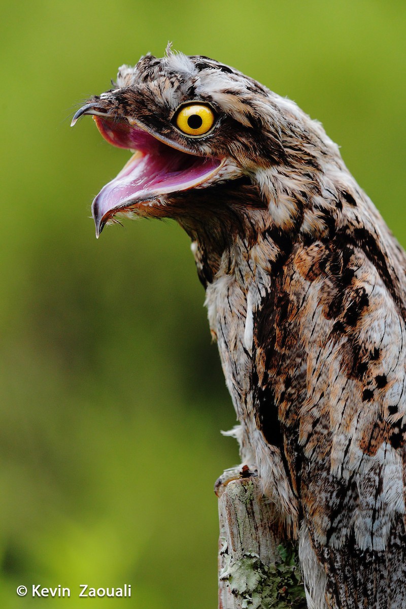 Common Potoo - ML204533531