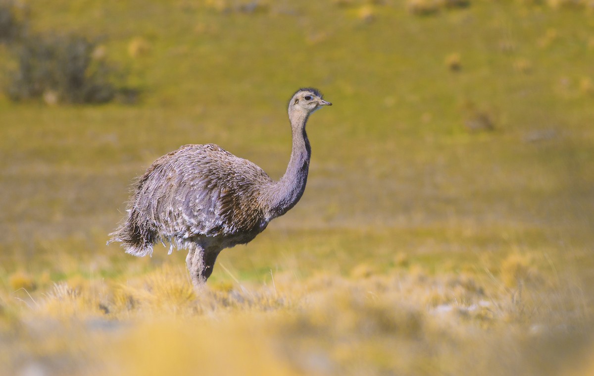 Lesser Rhea (Darwin's) - ML204533551