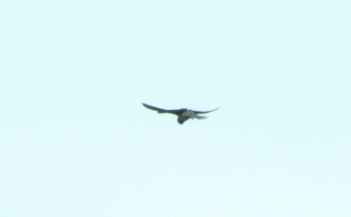 Eurasian Kestrel - Lukasz Pulawski