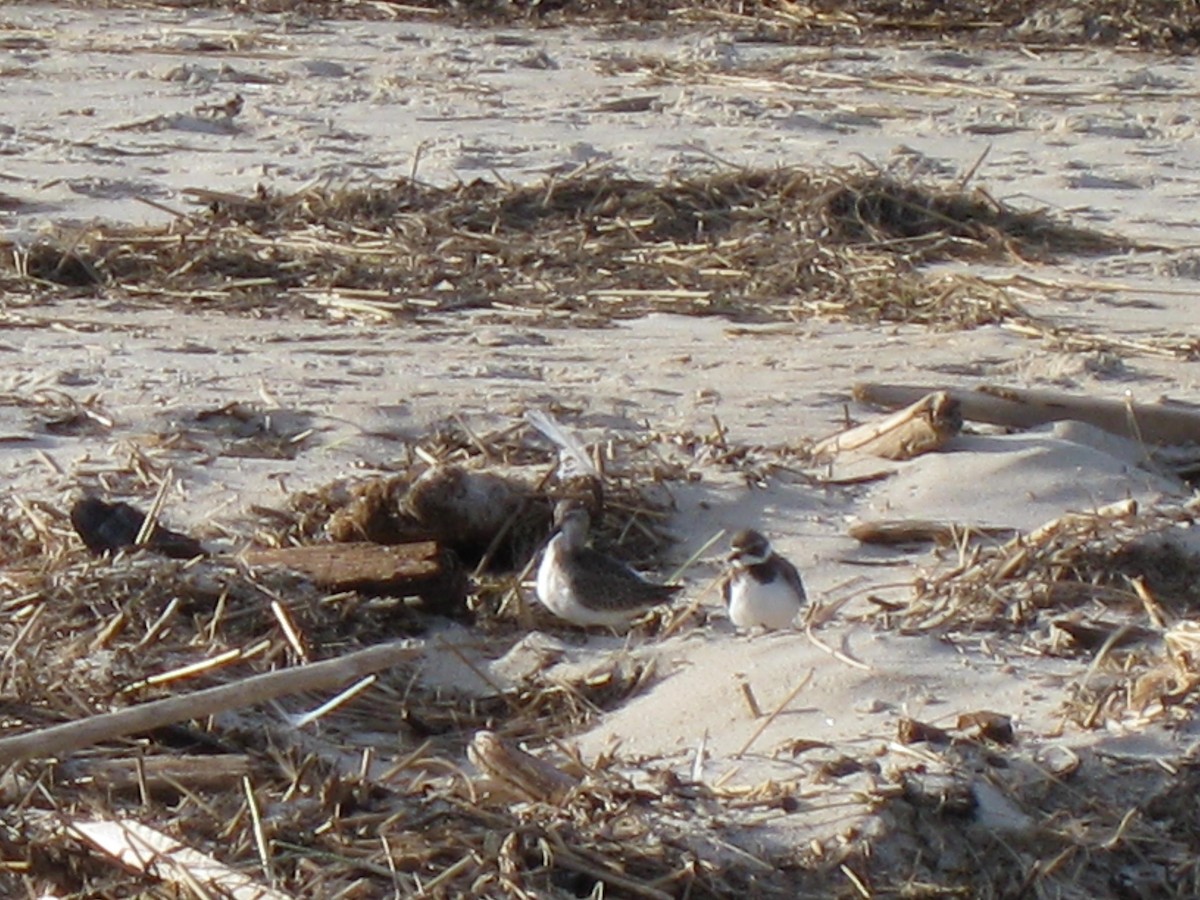 Curlew Sandpiper - Adam Burnett