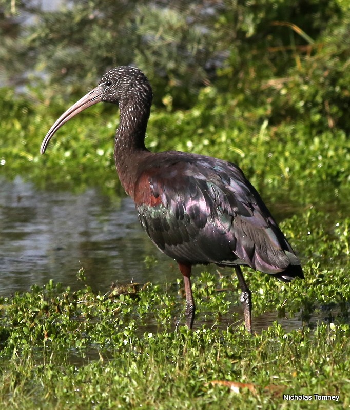 Glossy Ibis - ML204534381