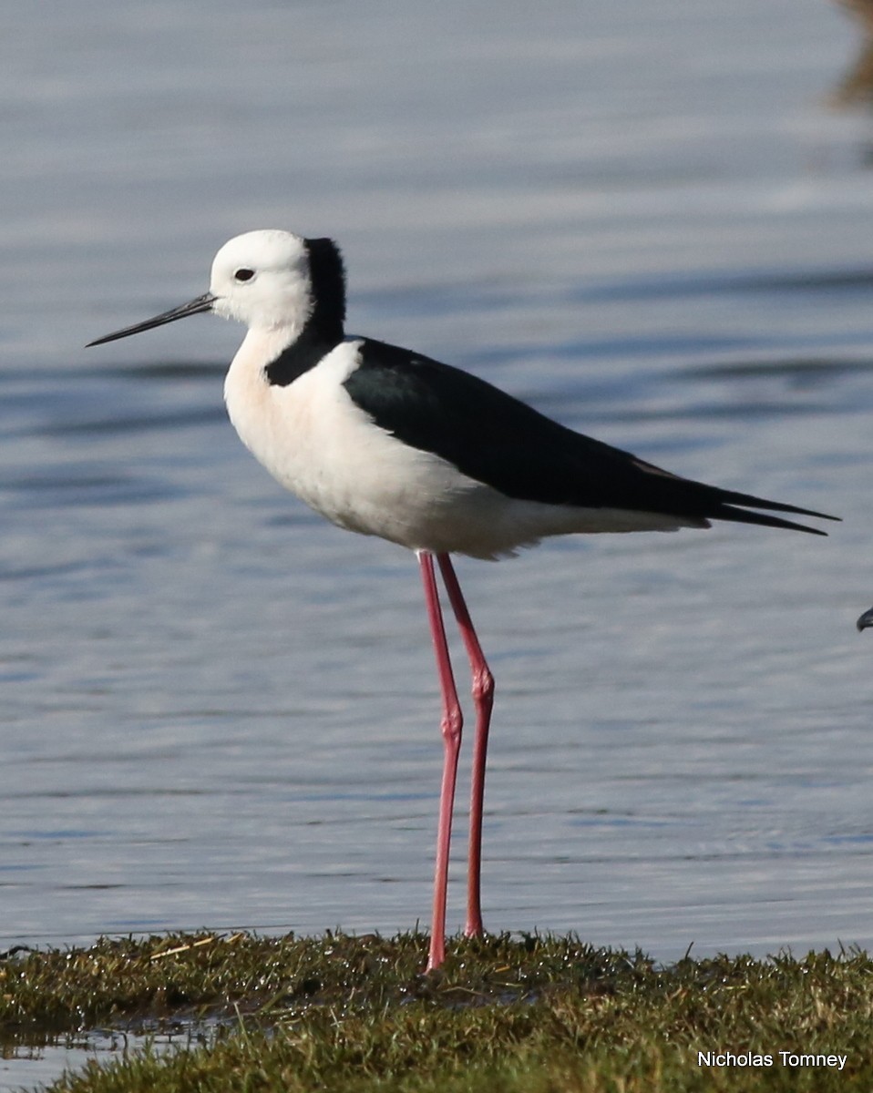 Pied Stilt - ML204534391