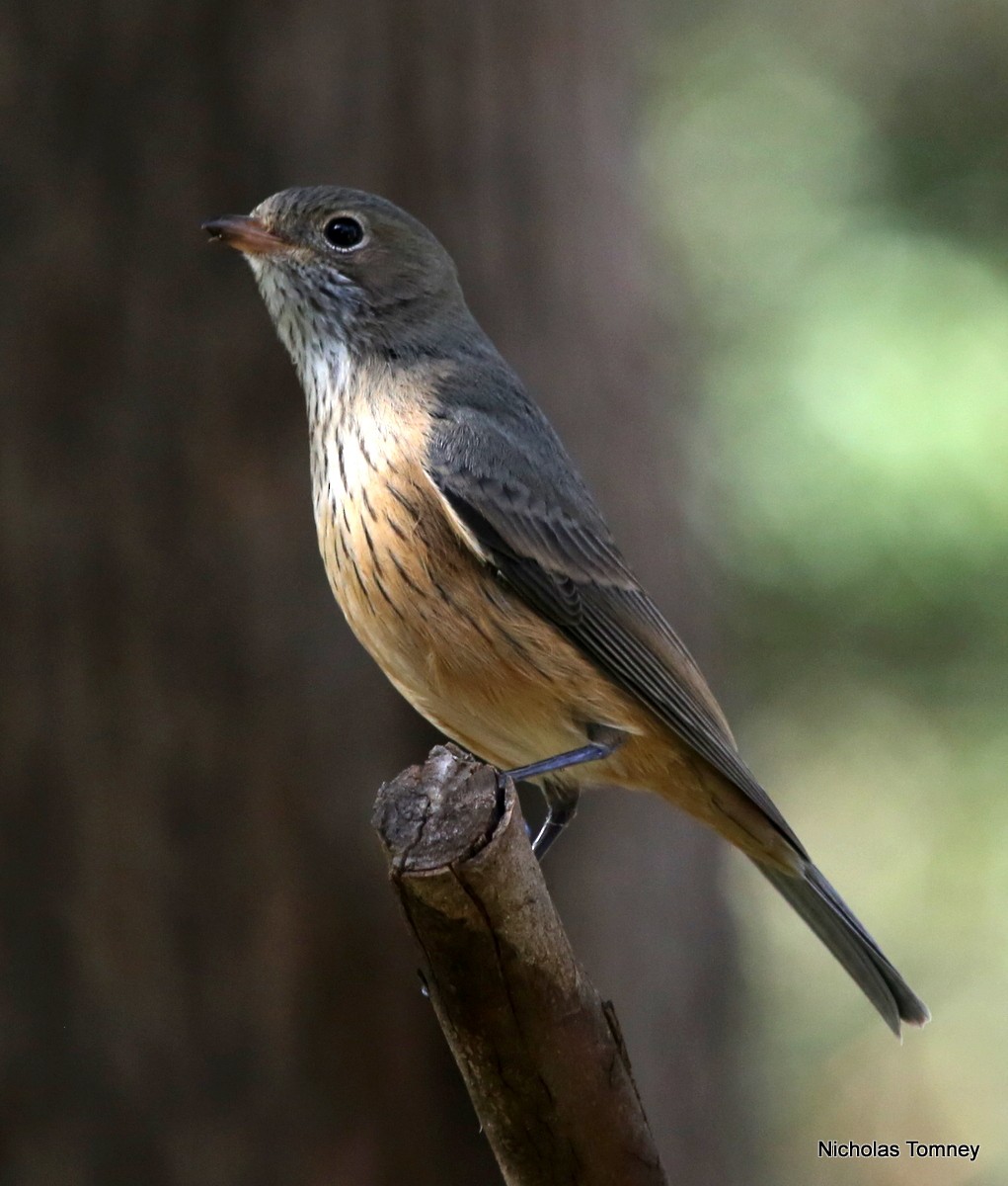 Rufous Whistler - ML204534451