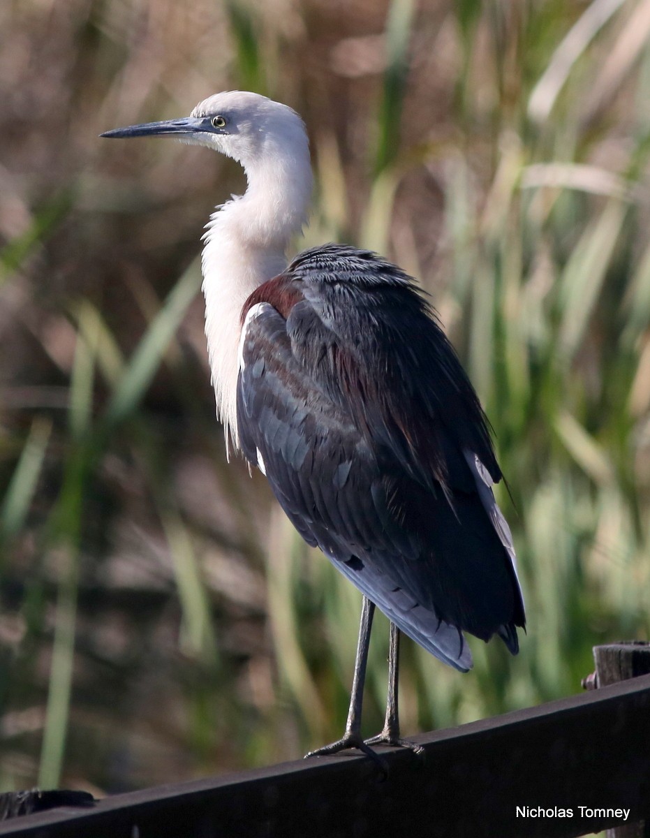 Pacific Heron - ML204534561