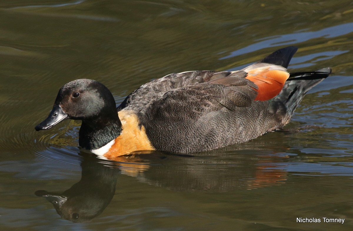 Australian Shelduck - ML204534661