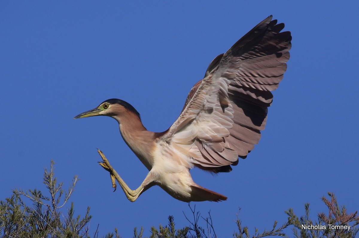 Nankeen Night Heron - ML204534681