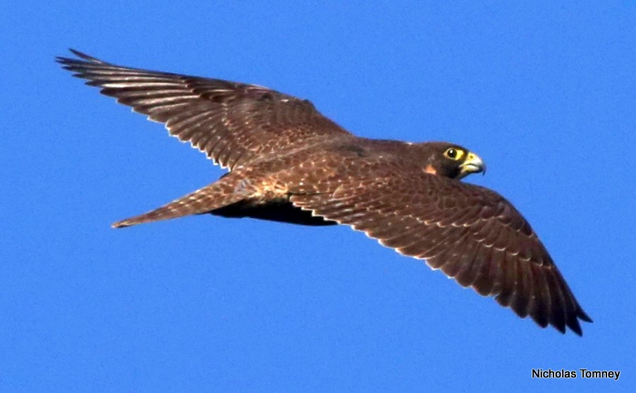 Halcón Peregrino (macropus/submelanogenys) - ML204534811