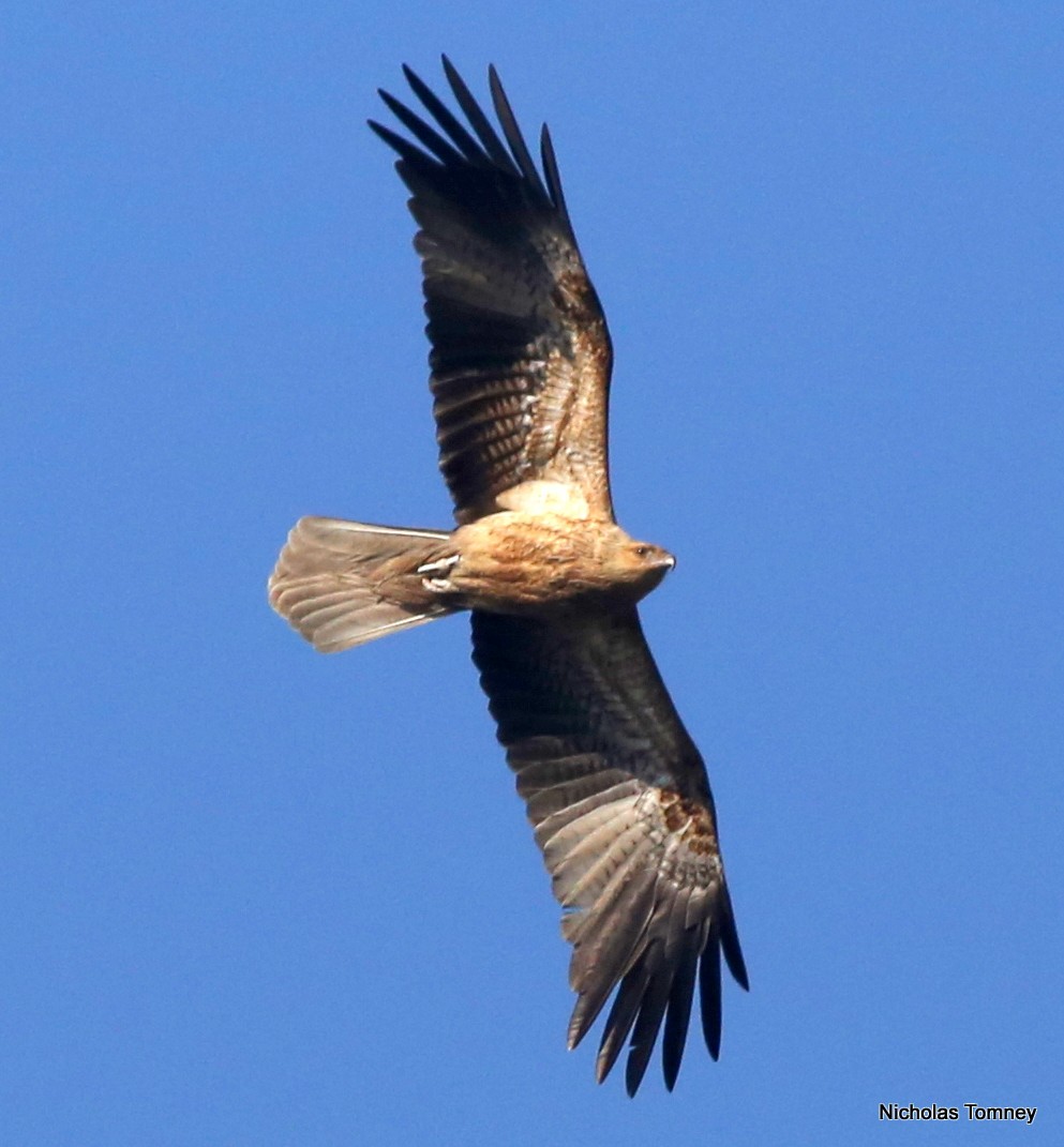 Whistling Kite - ML204534851