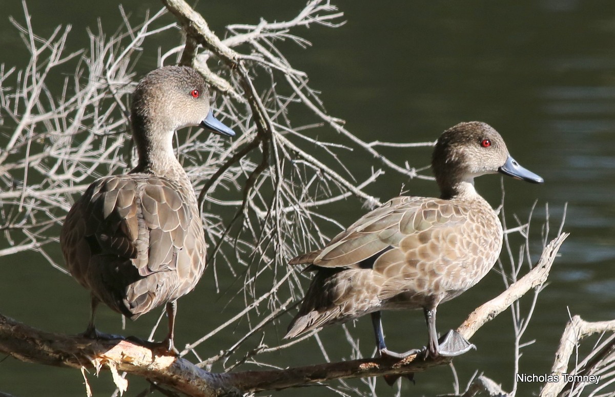 Gray Teal - ML204534871