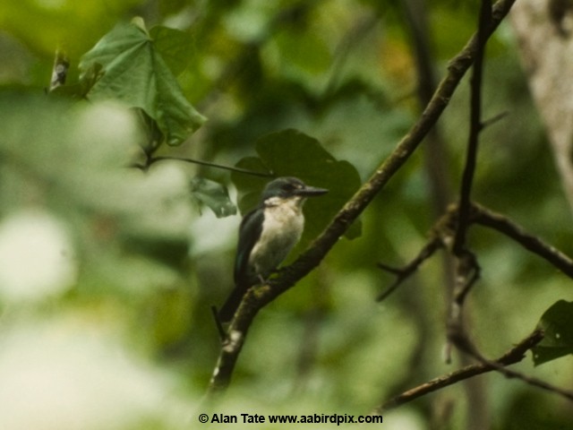 Society Kingfisher (Tahiti) - Alan Tate