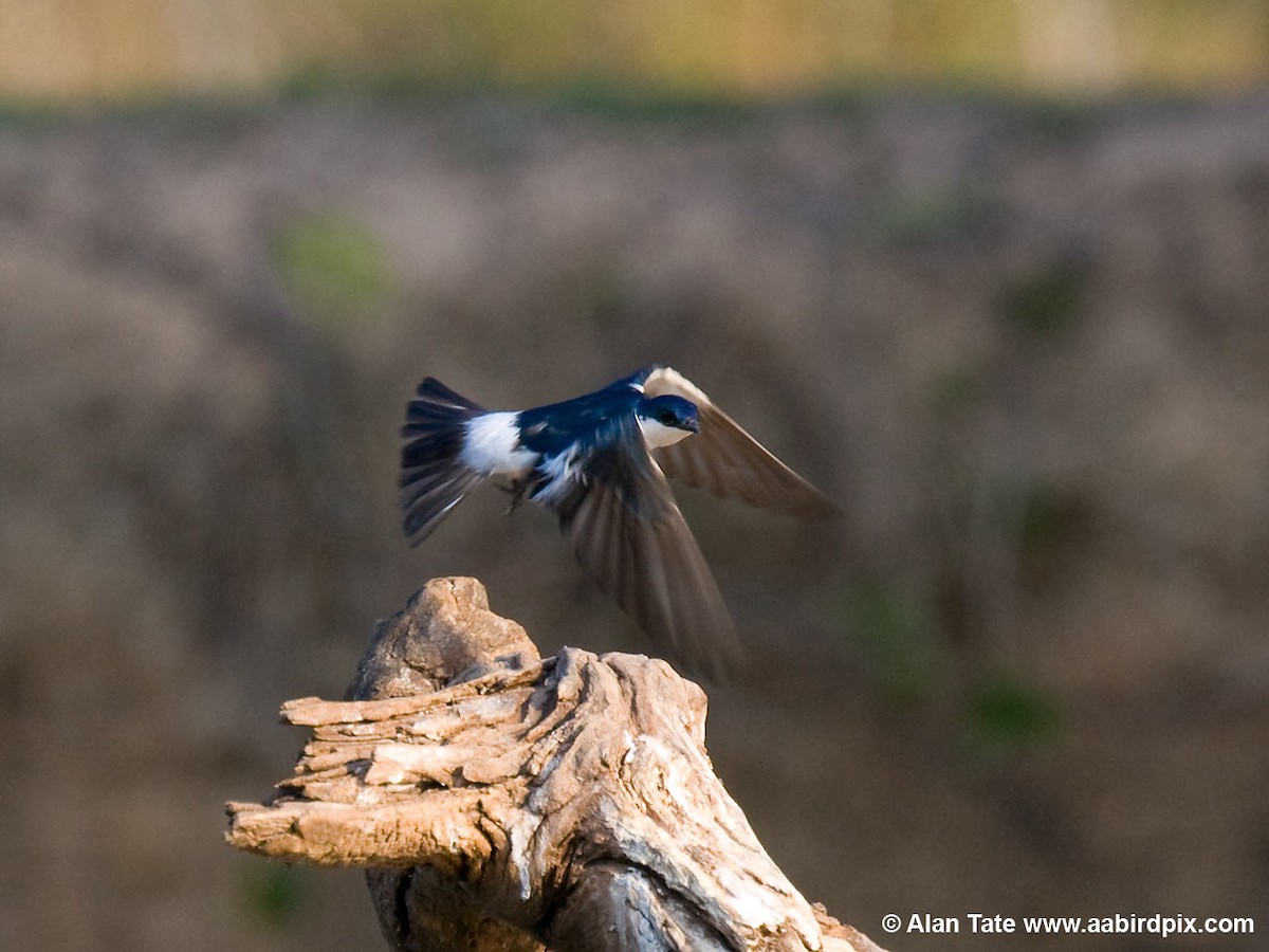White-winged Swallow - ML204535031