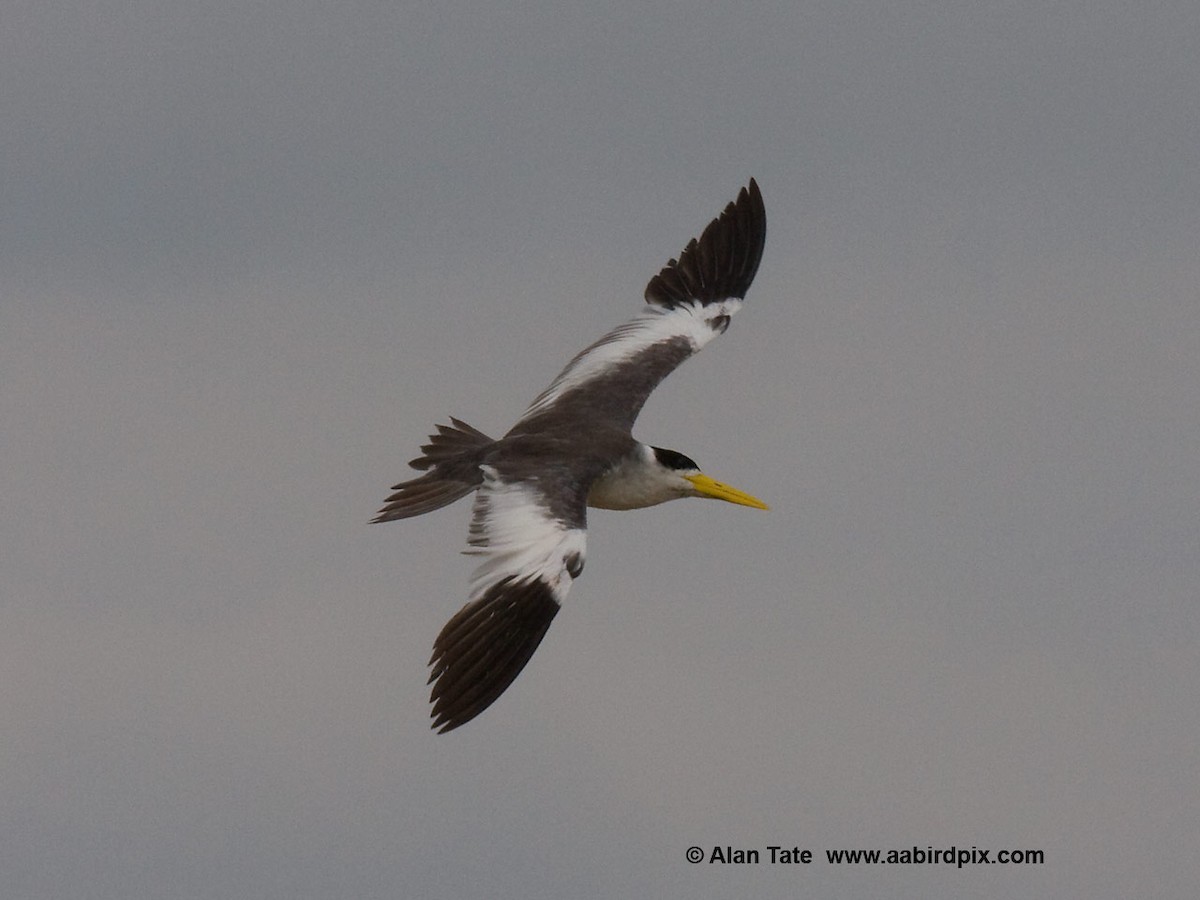 Large-billed Tern - Alan Tate