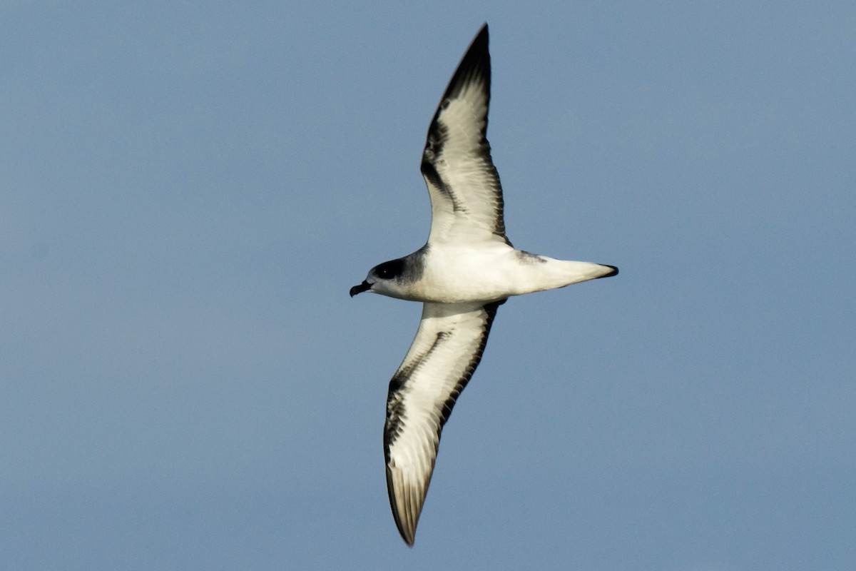 Barau's Petrel - ML204535051