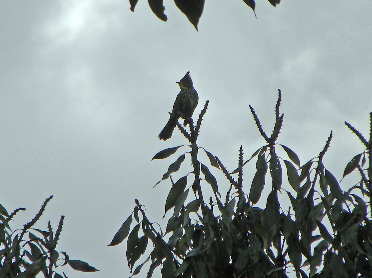 Striated Bulbul - Ante Strand