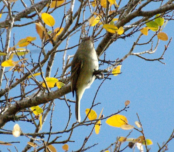 Northern Beardless-Tyrannulet - ML204535471