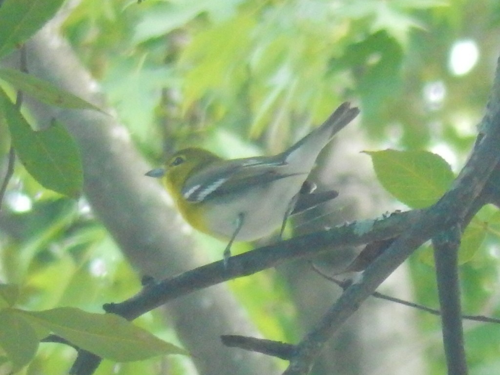 Viréo à gorge jaune - ML20453591