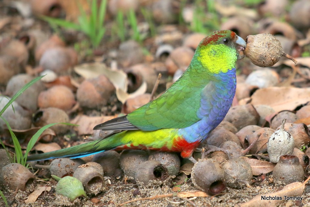 Red-capped Parrot - Nicholas Tomney