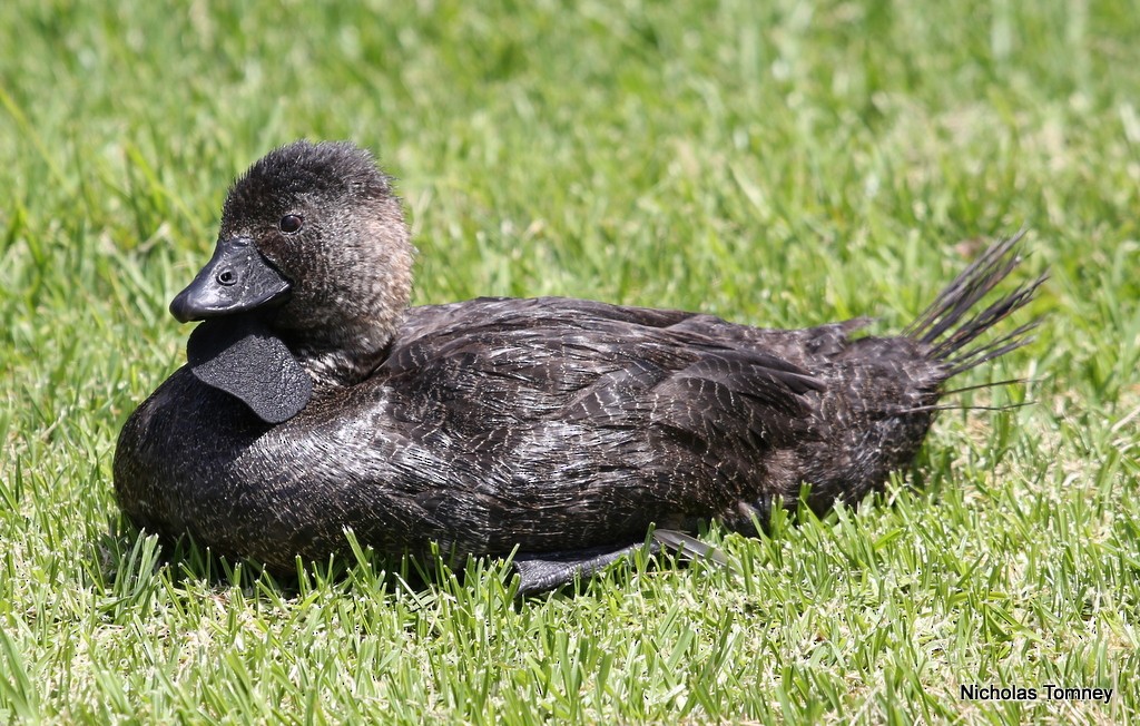 Musk Duck - ML204537021