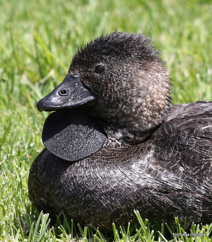 Musk Duck - ML204537031