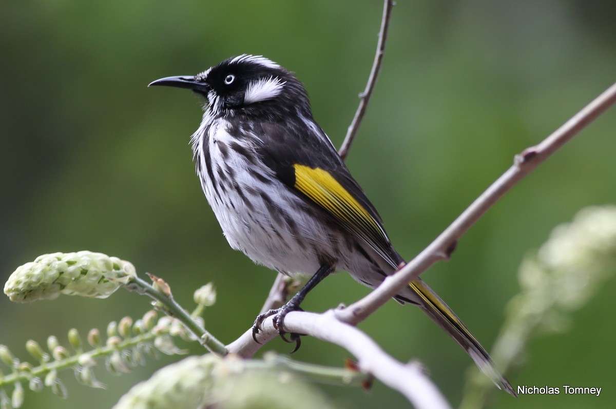 New Holland Honeyeater - ML204537061