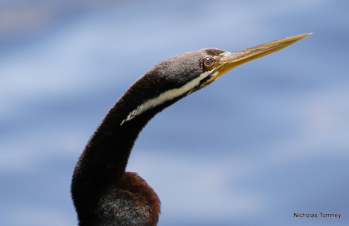 Anhinga d'Australie - ML204537111