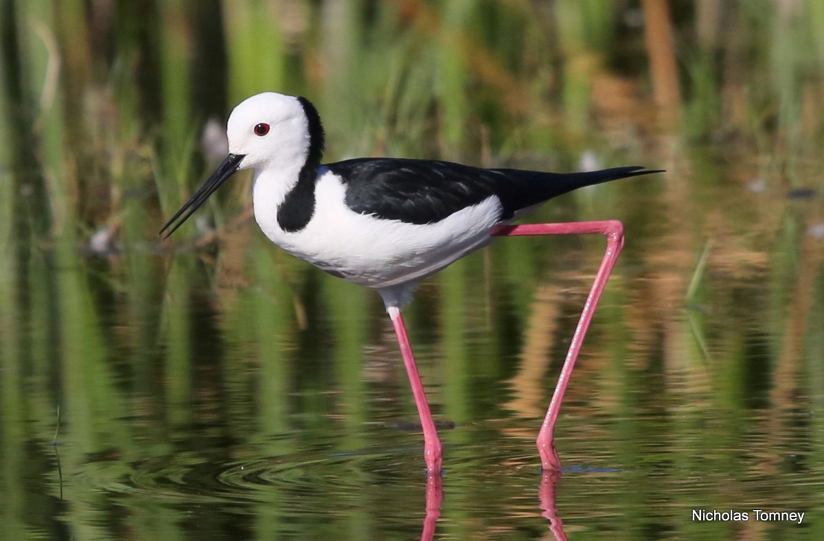 Pied Stilt - ML204537181