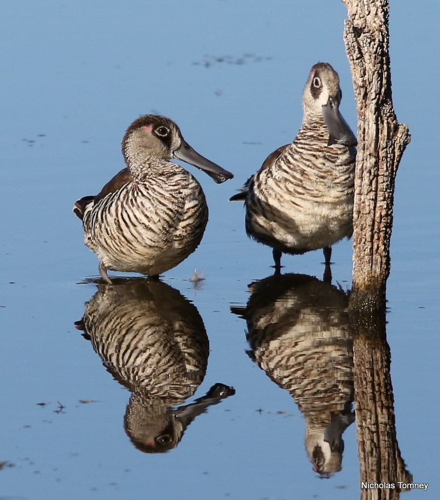 Pink-eared Duck - Nicholas Tomney